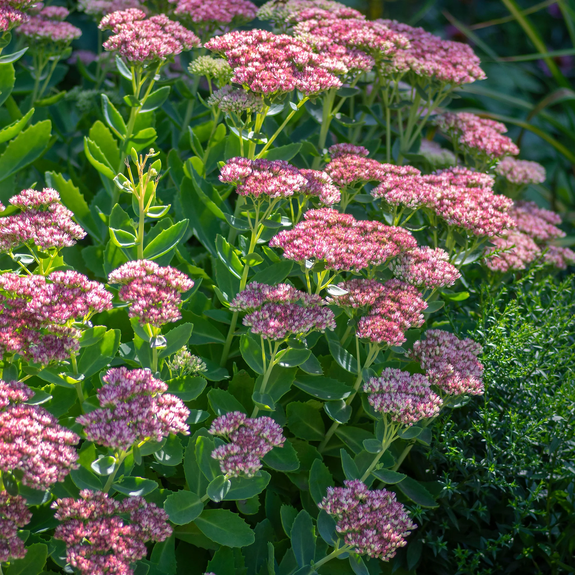 Sedum spectabile - Orpin d'automne - Image 3