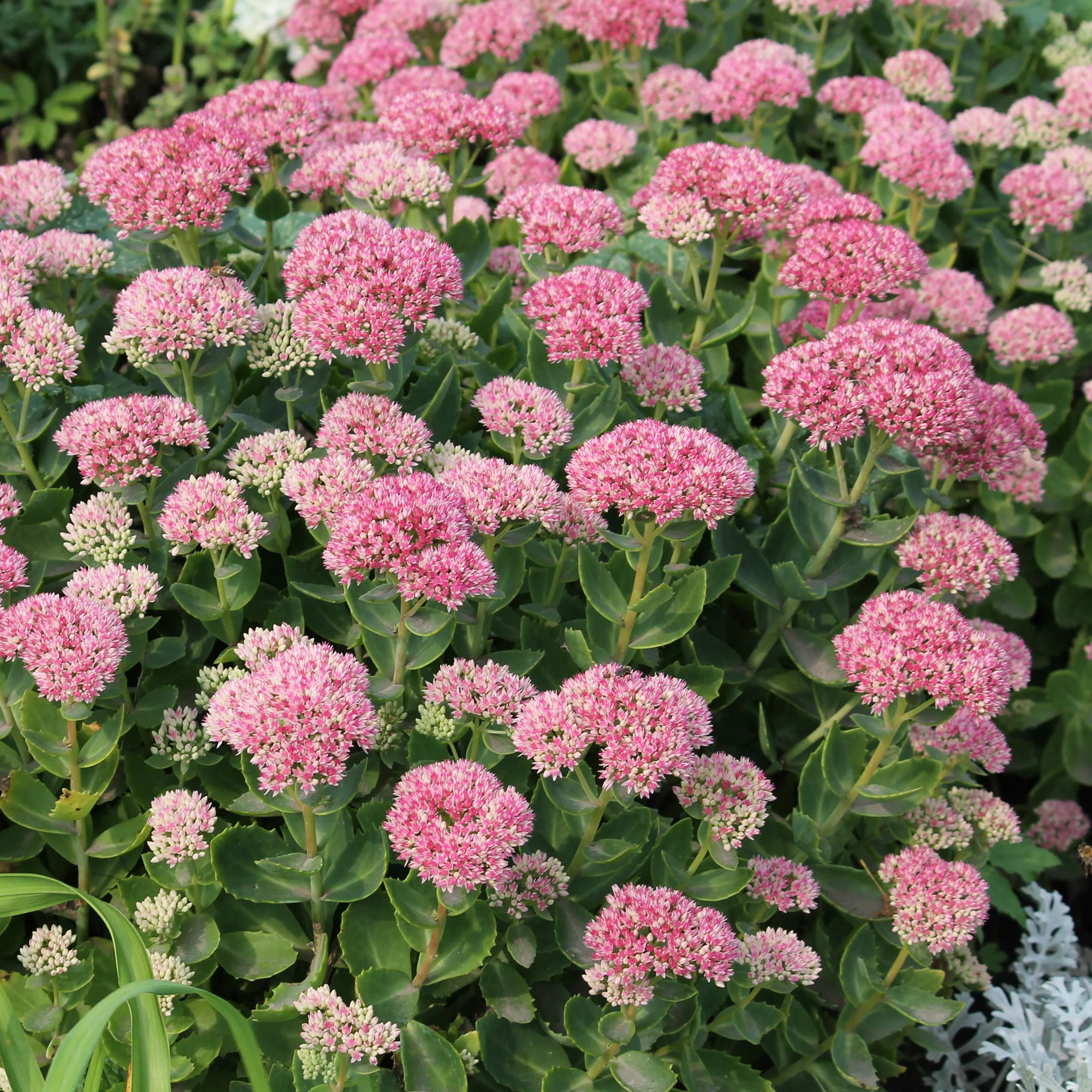 Sedum spectabile - Orpin d'automne - Image 4