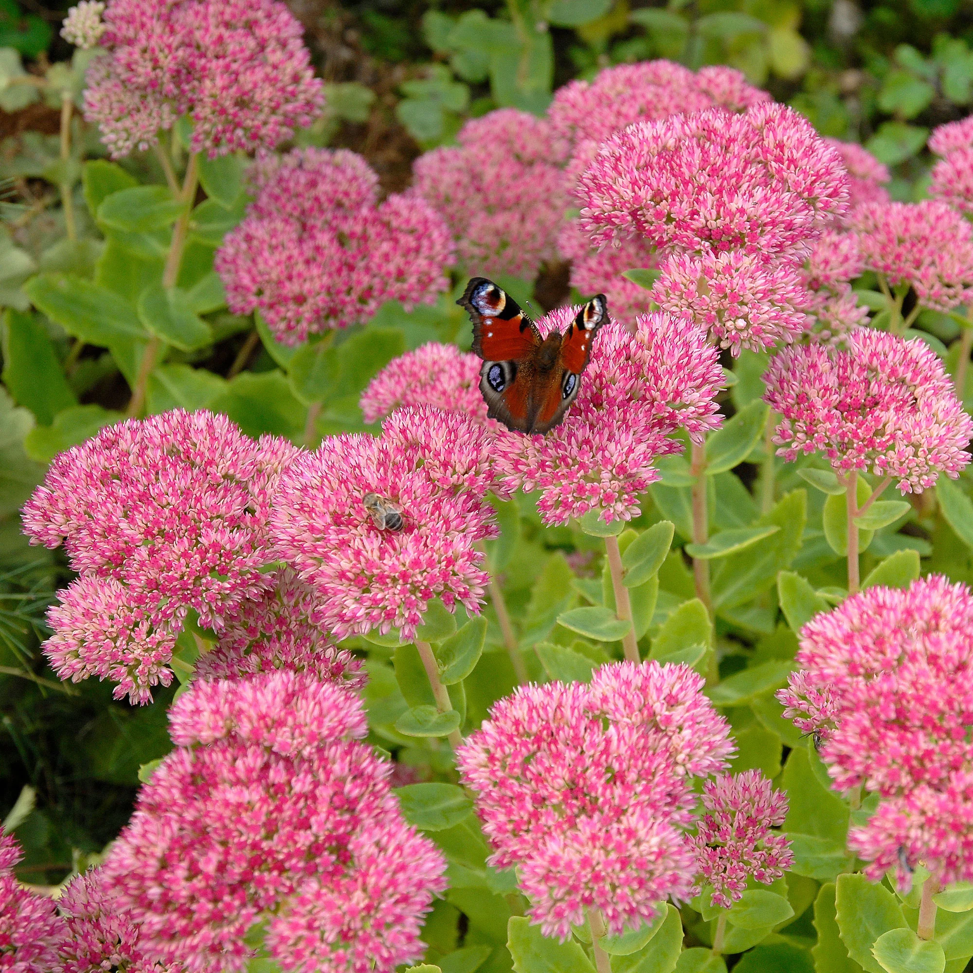 Sedum spectabile - Orpin d'automne - Image 6