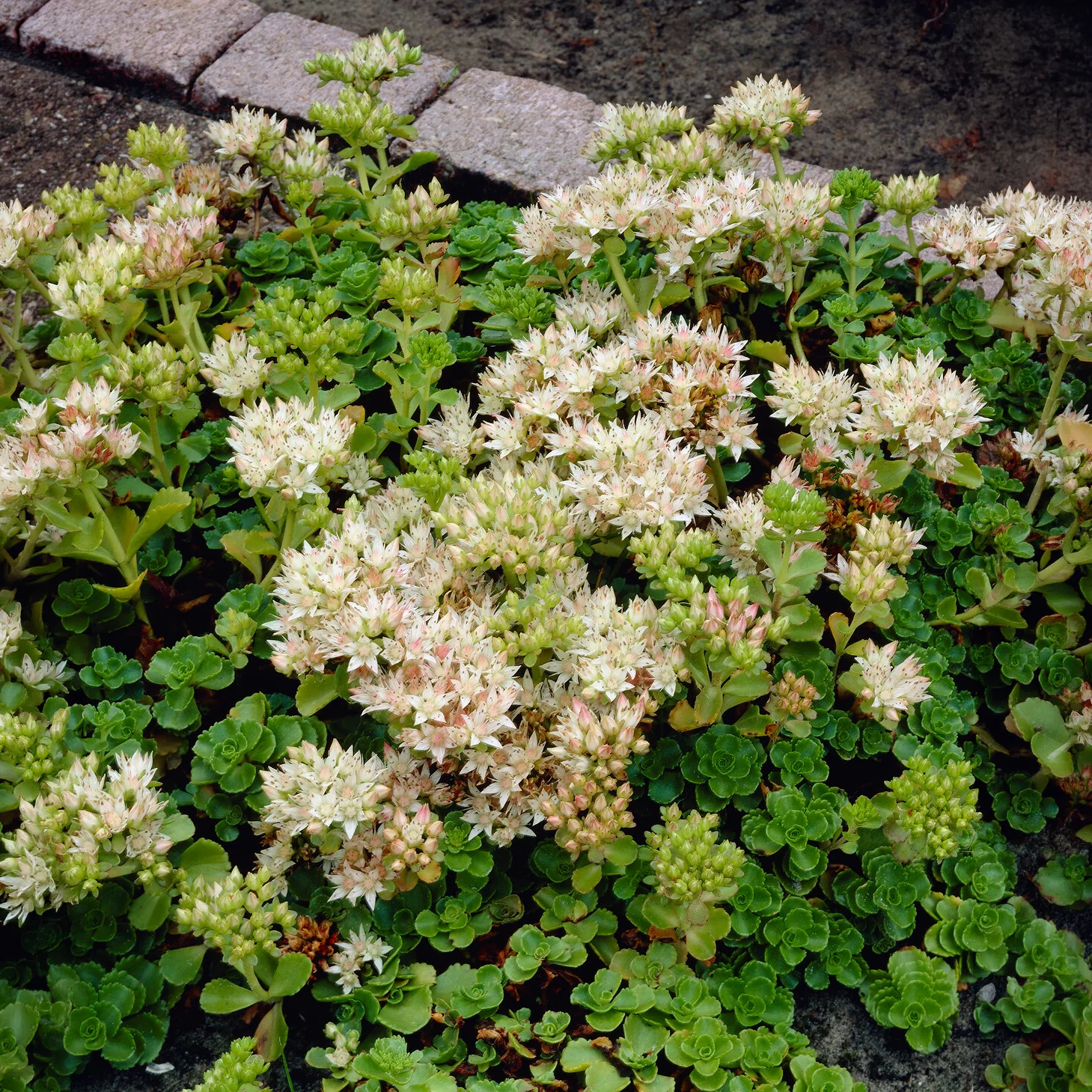 Sedum spurium Album