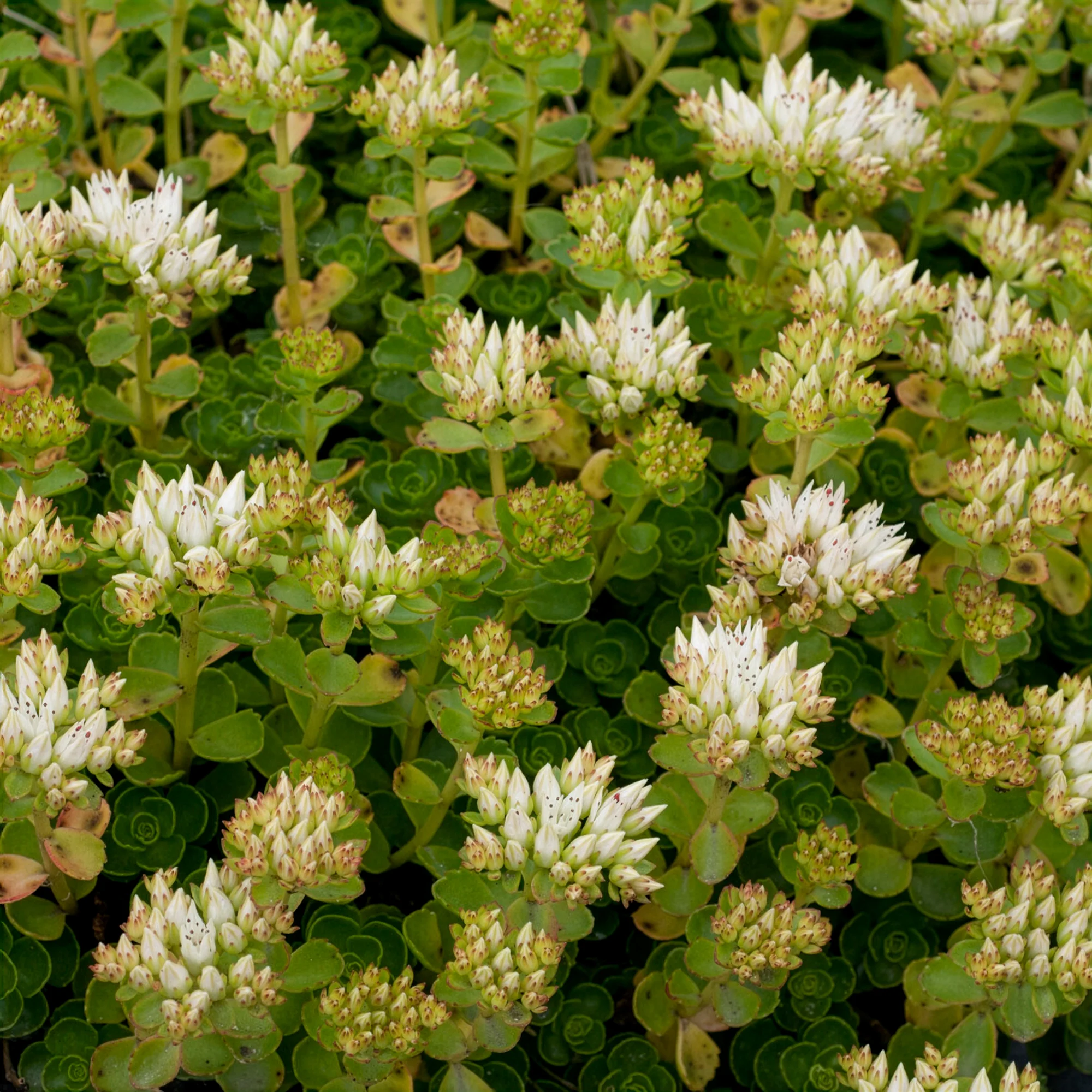 Sedum spurium Album - Image 2