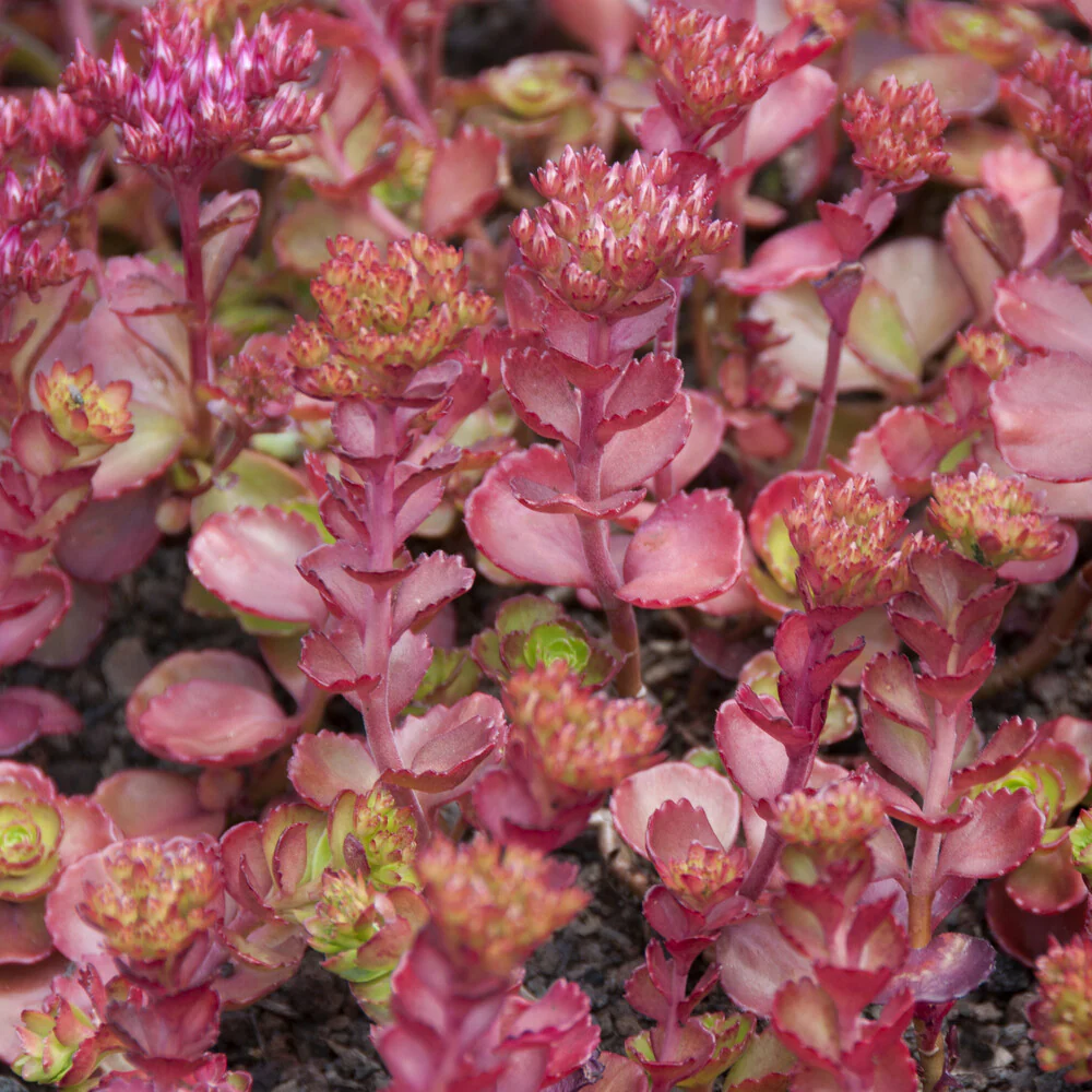 Sedum spurium Fuldaglut - Image 2
