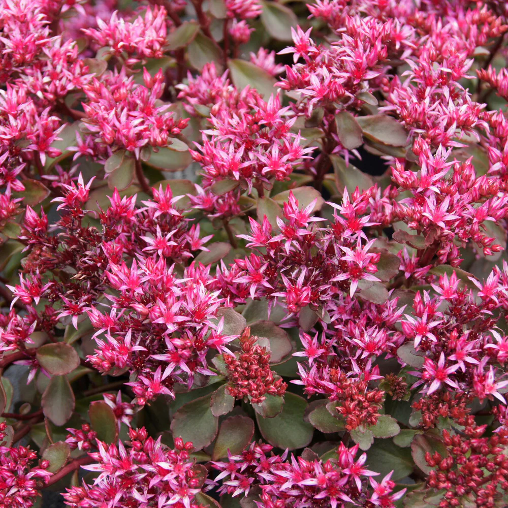 Sedum spurium Fuldaglut - Image 3