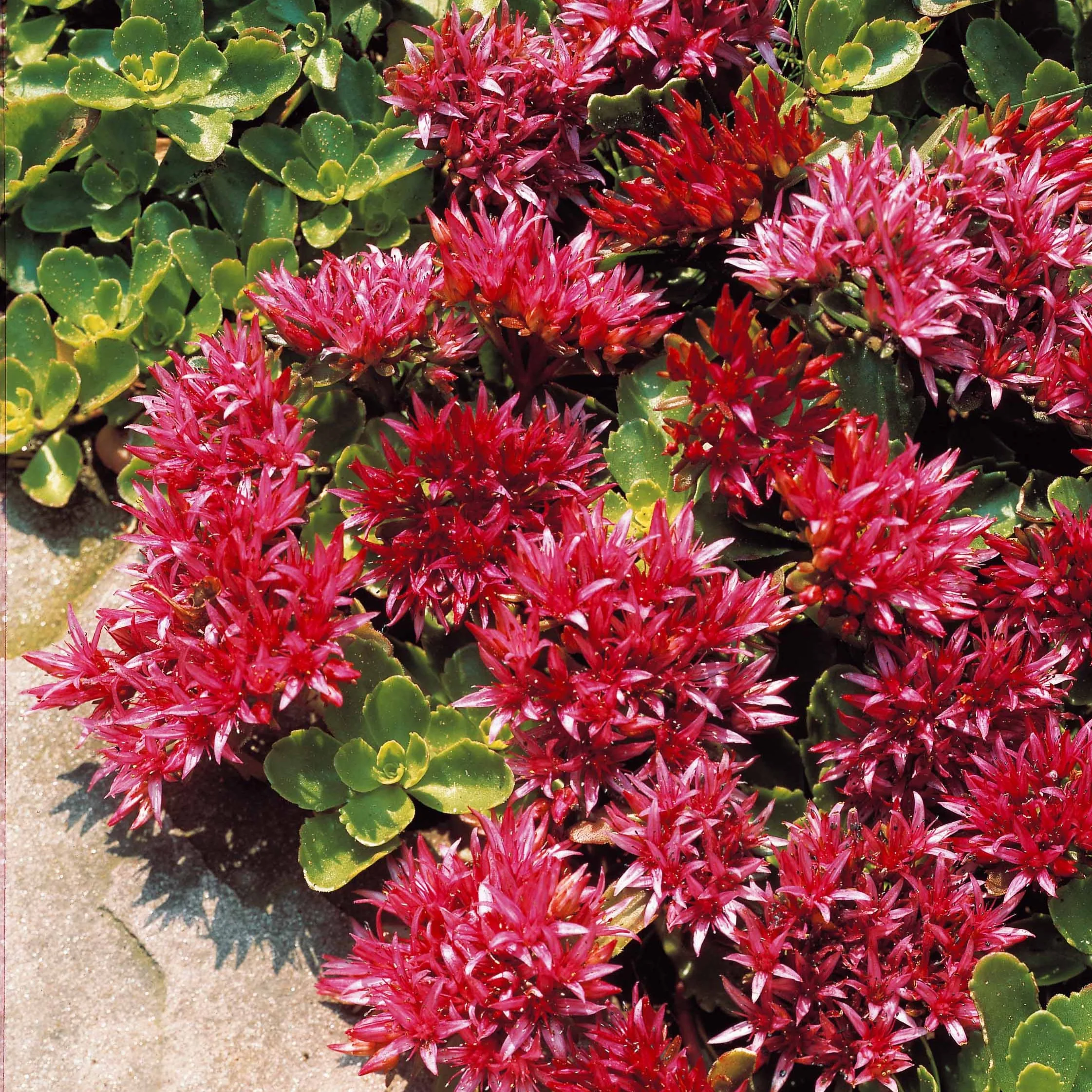 Sedum spurium Fuldaglut - Image 4