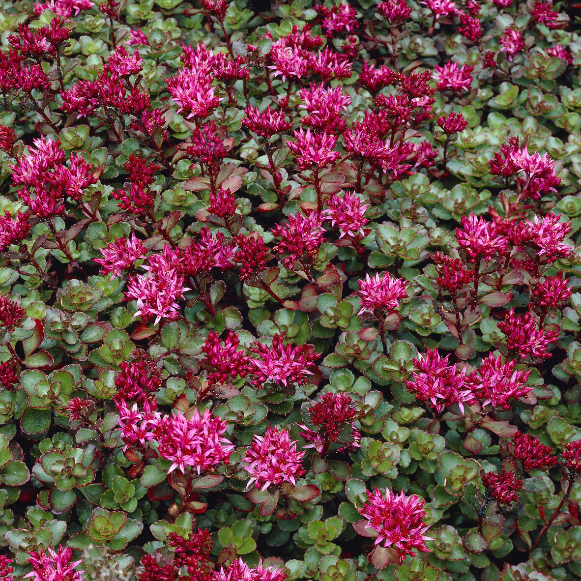 Sedum spurium Fuldaglut - Image 5