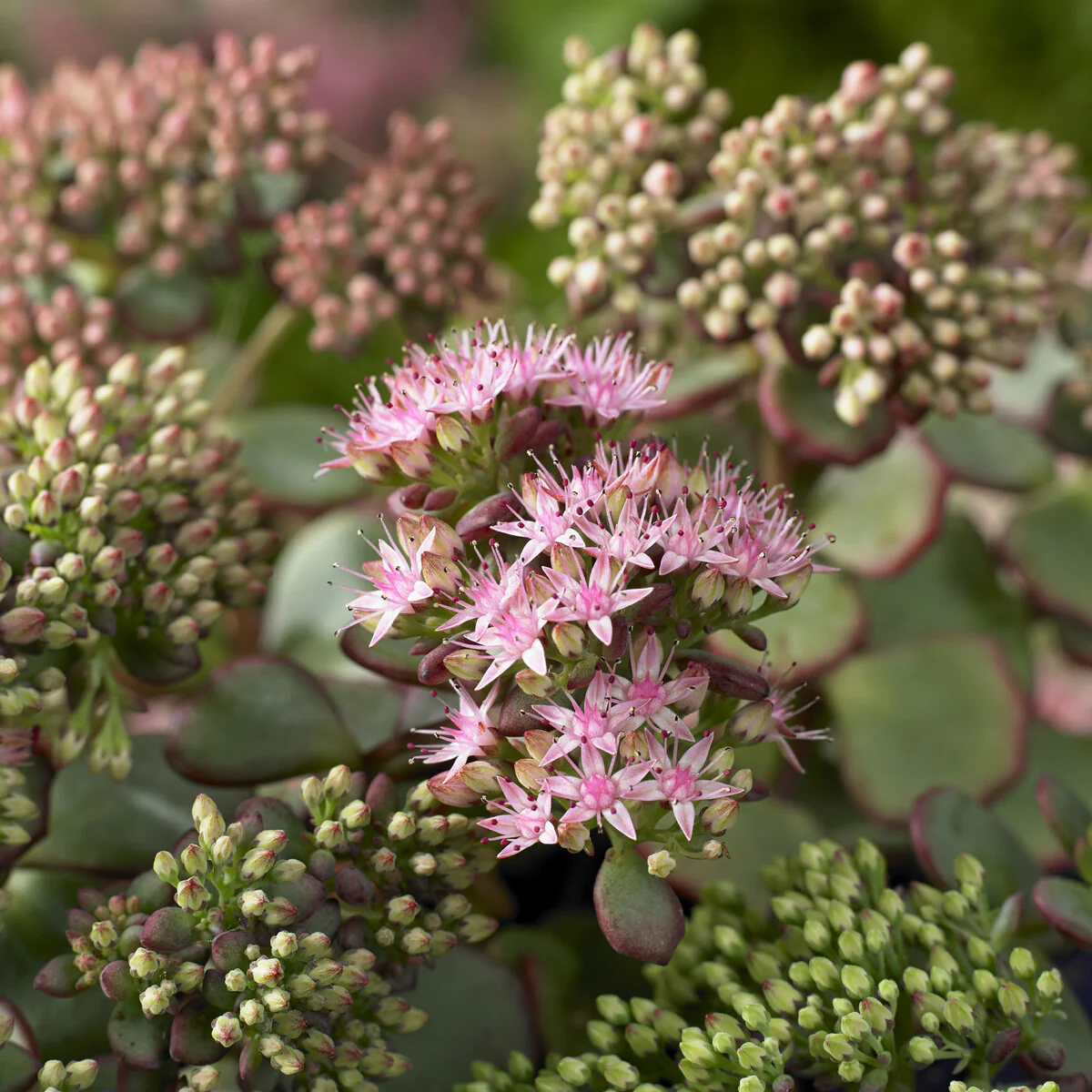 Sedum spurium Fuldaglut - Image 6