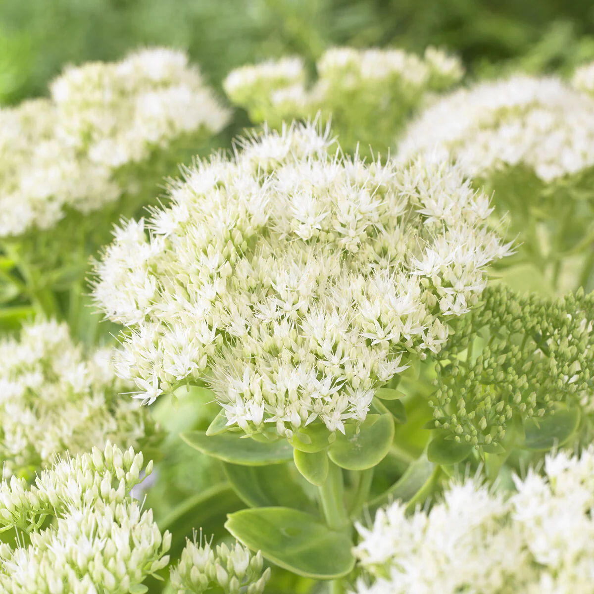 Sedum Stardust - Image 2