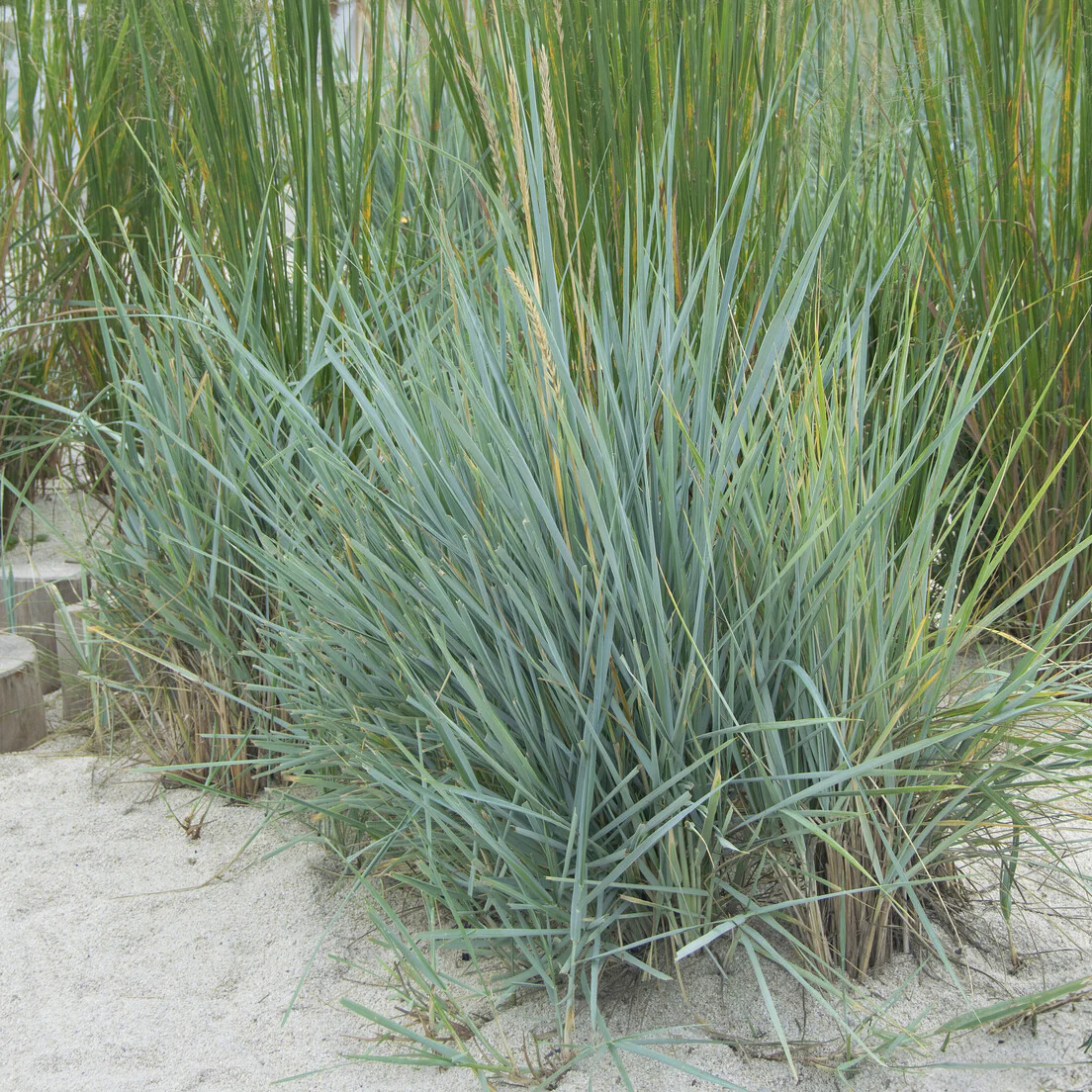 Seigle de mer Blue Dune