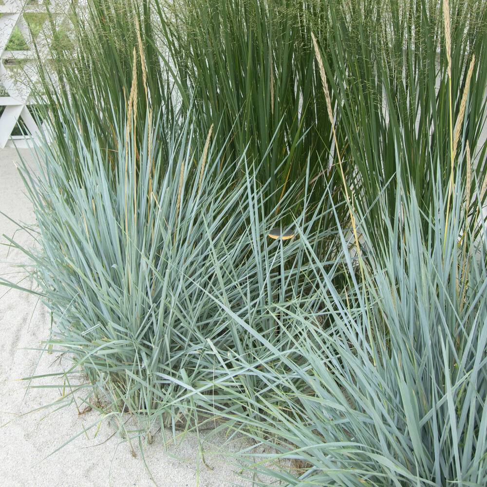 Seigle de mer Blue Dune - Image 3