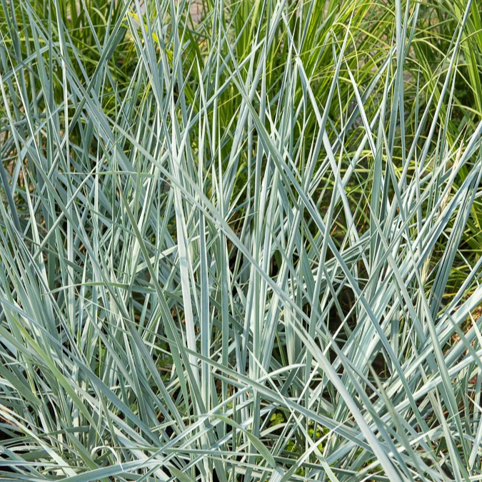 Seigle de mer Blue Dune - Image 4
