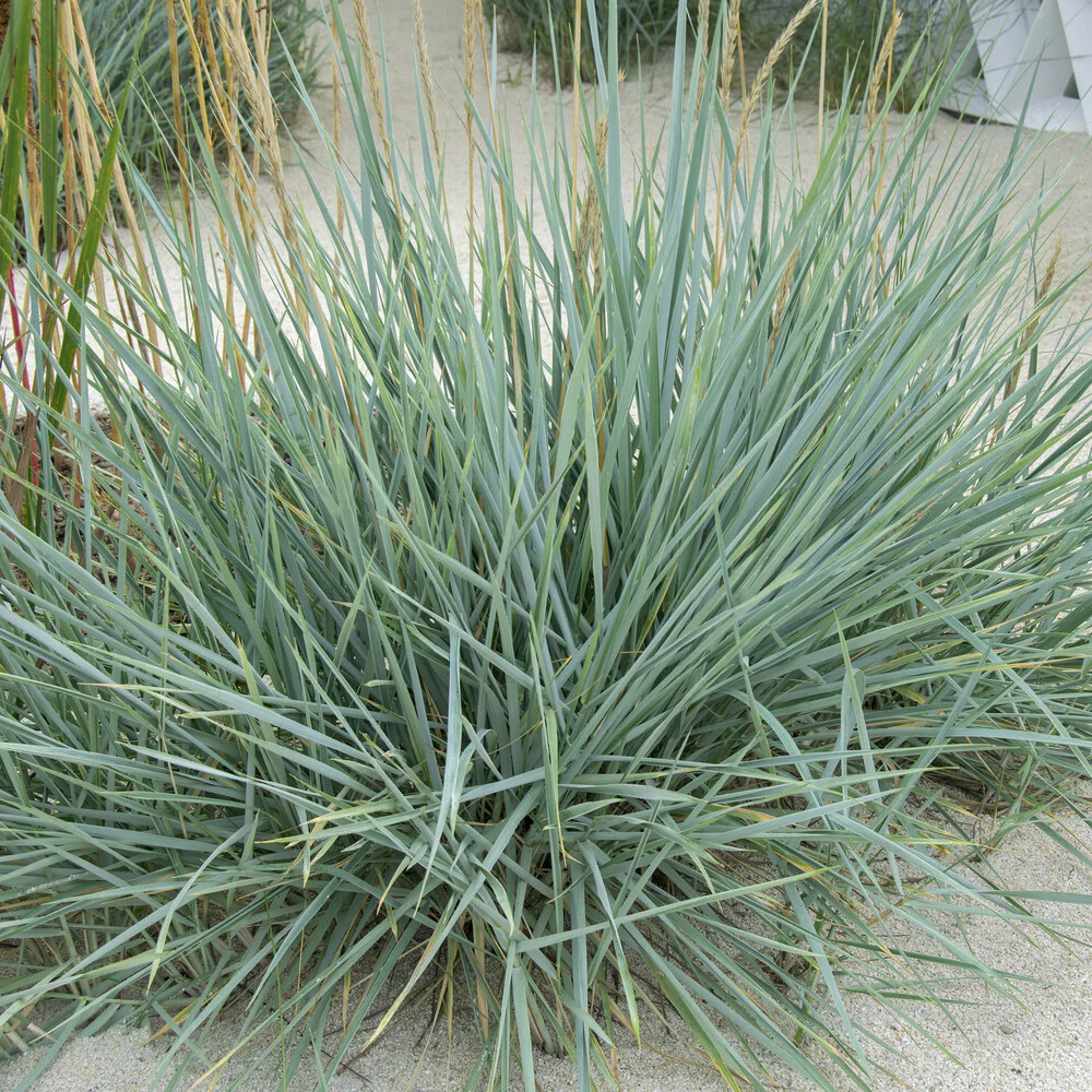 Seigle de mer Blue Dune - Image 5
