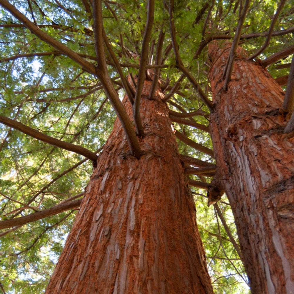 Sequoia à feuilles d'If