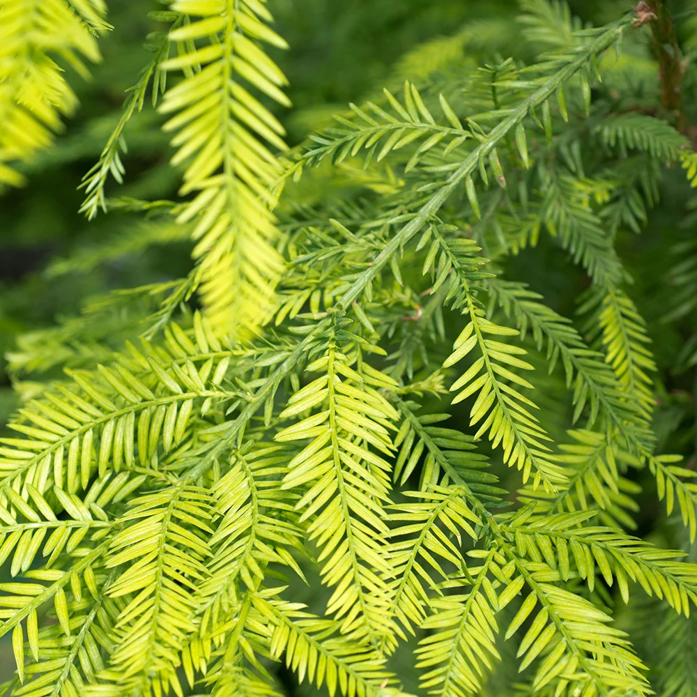 Sequoia à feuilles d'If - Image 2