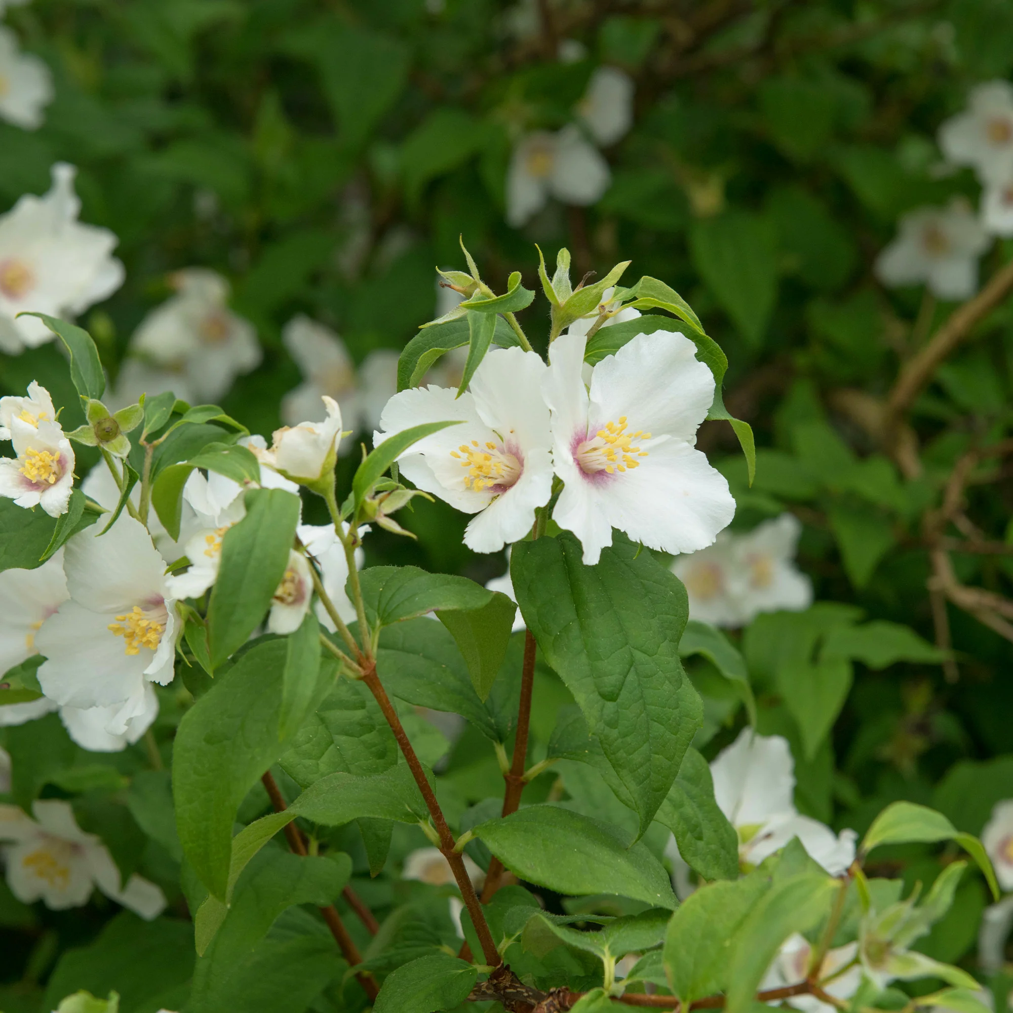 Seringat Belle Etoile - Philadelphus - Image 2