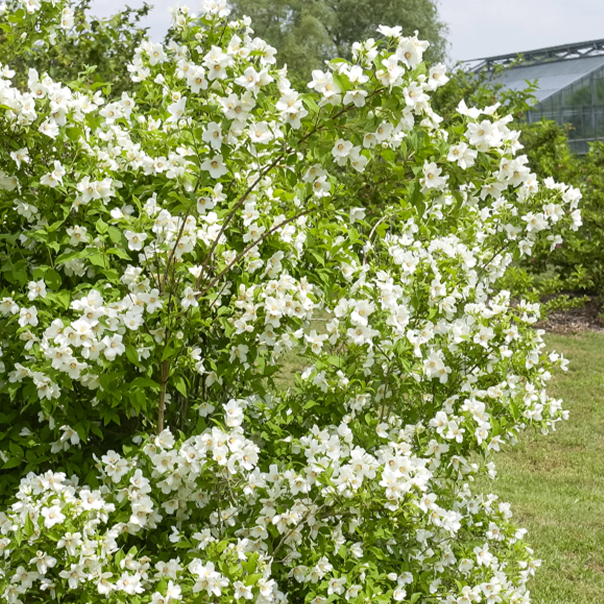 Seringat Belle Etoile - Philadelphus - Image 3