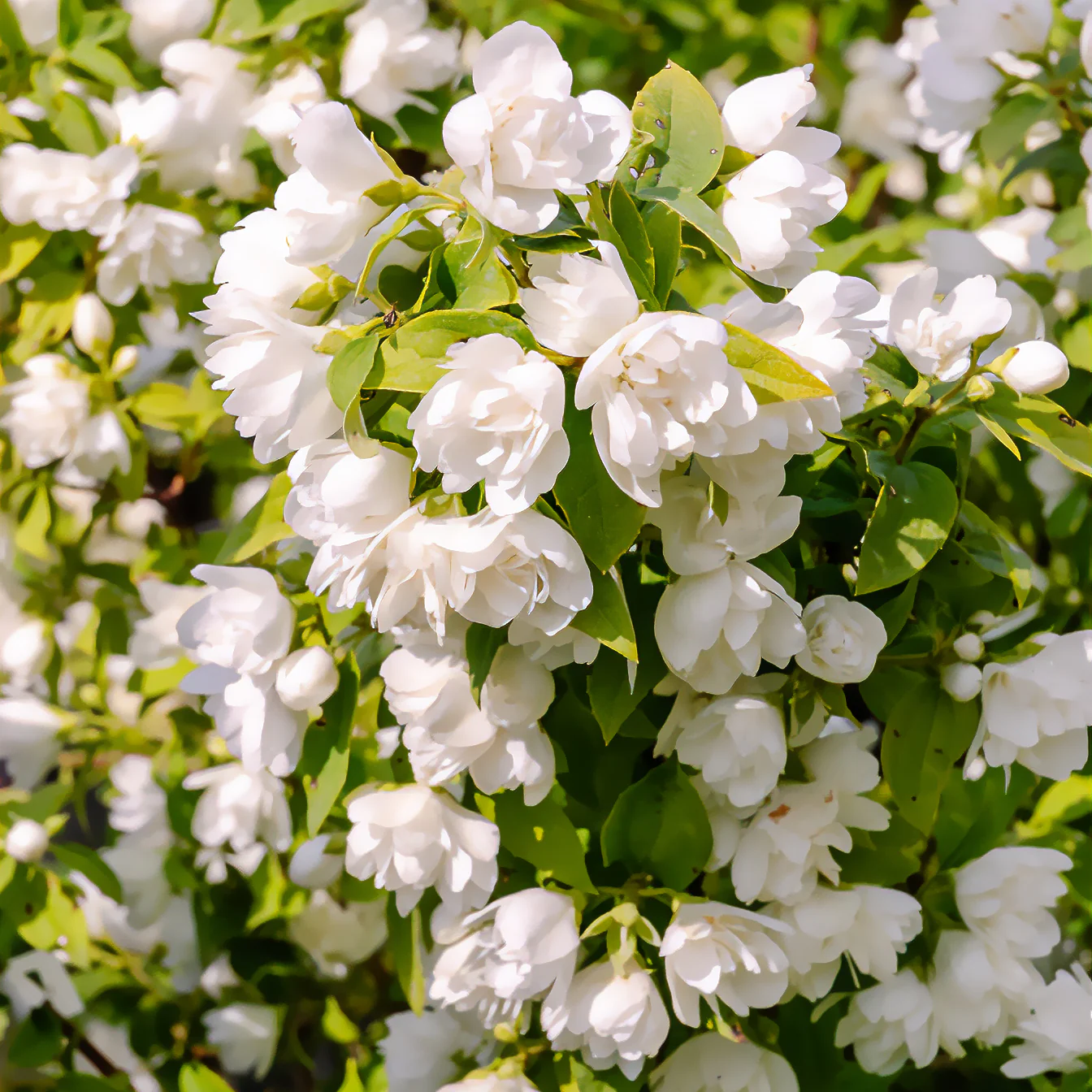 Seringat Manteau d'Hermine - Philadelphus
