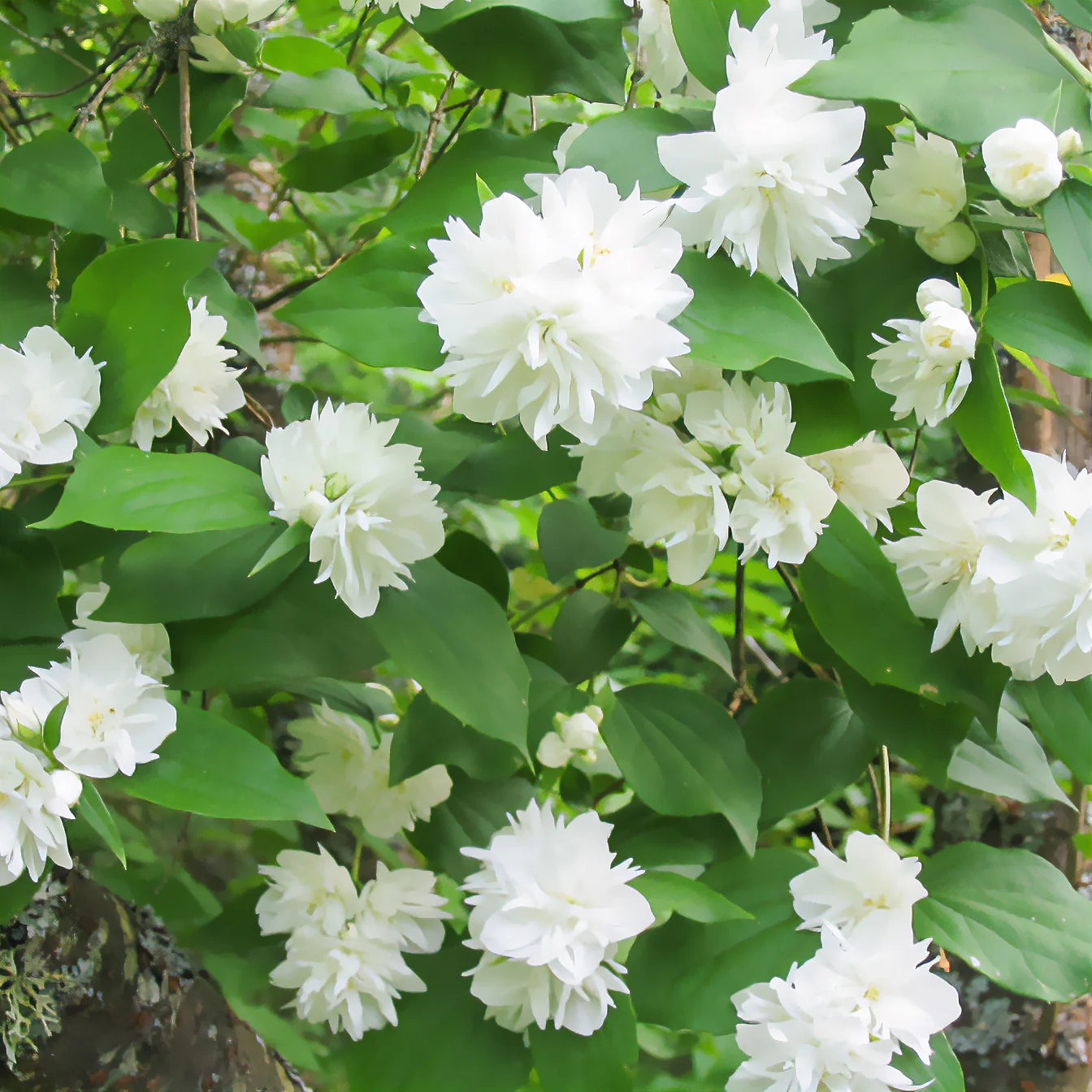 Seringat Minnesota Snowflake - Philadelphus