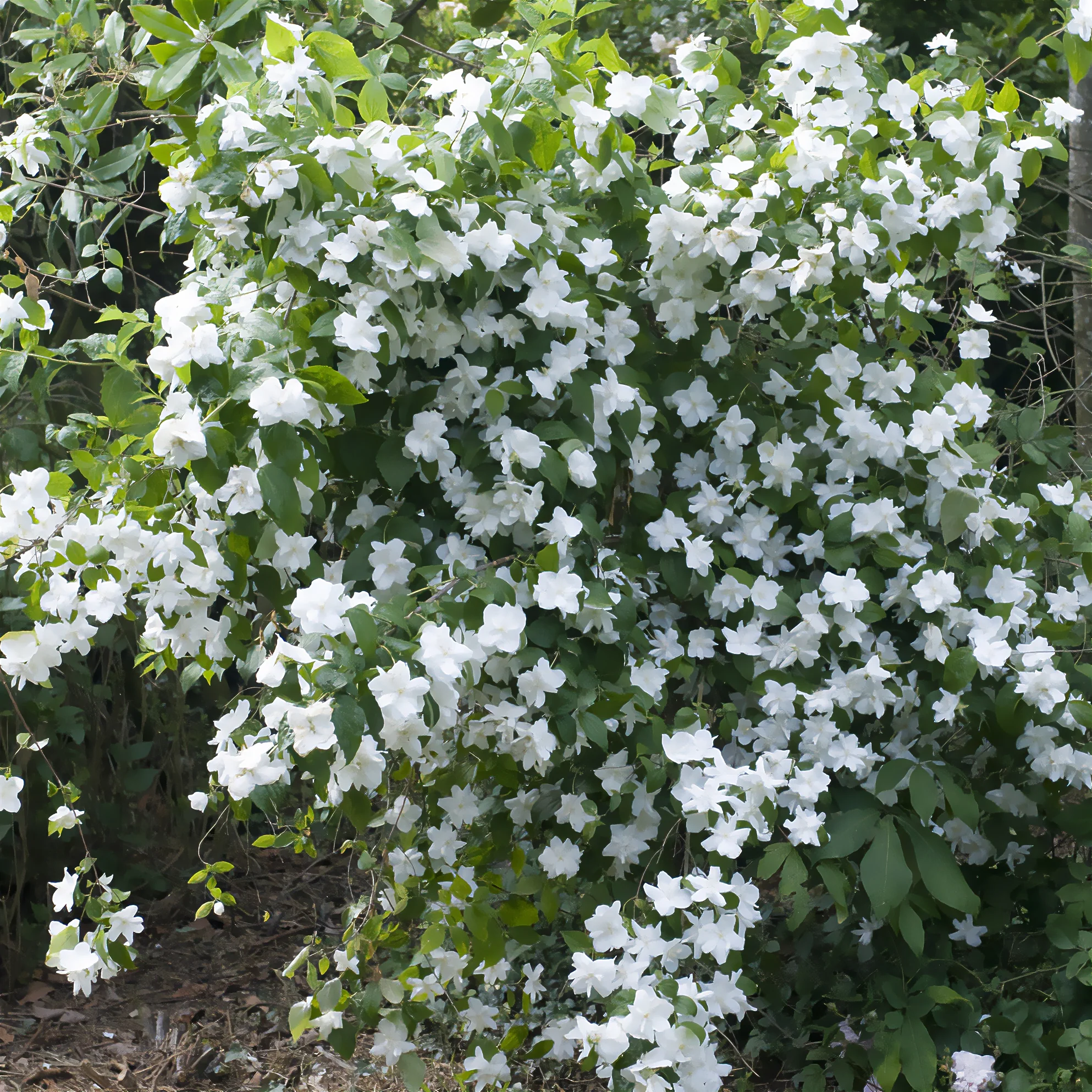 Seringat Natchez - Philadelphus - Image 2