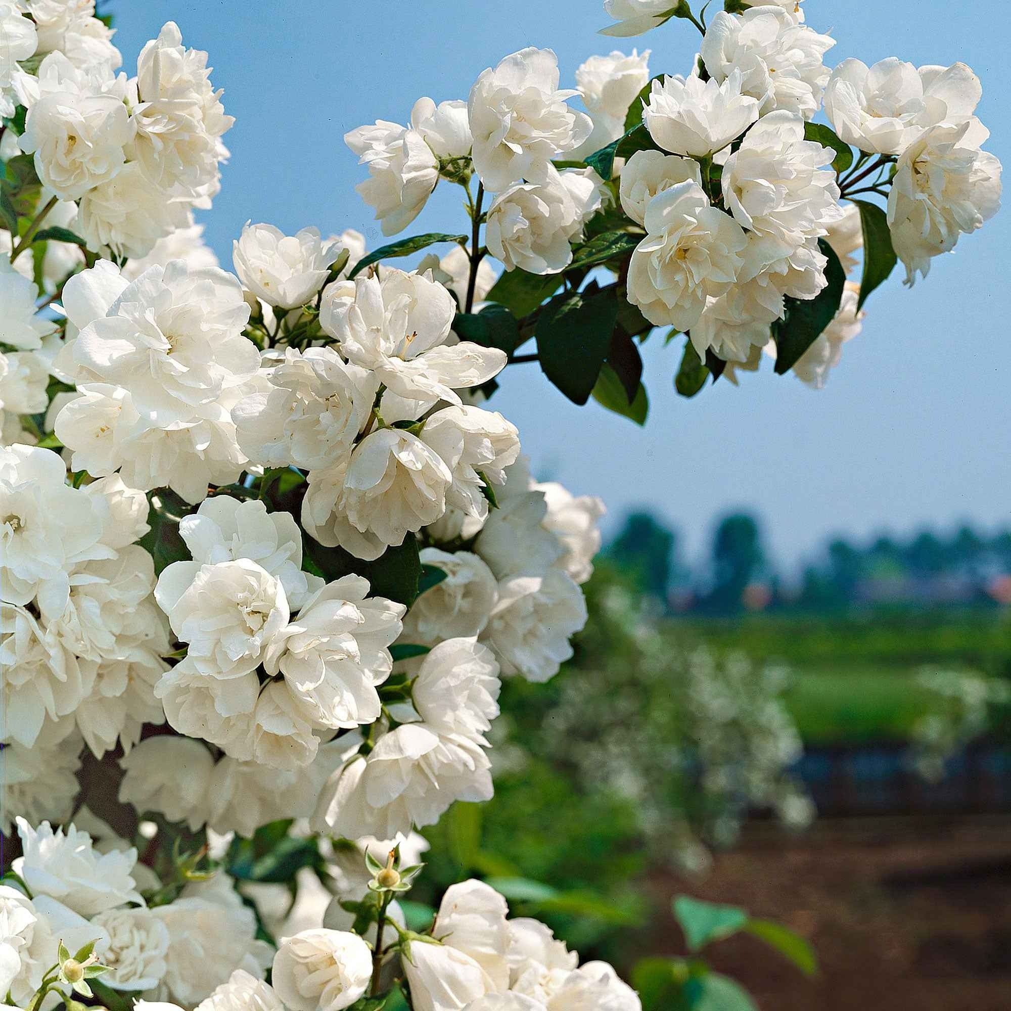 Seringat virginal Philadelphus - Image 3