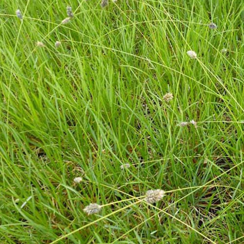 Seslérie Heufleriana