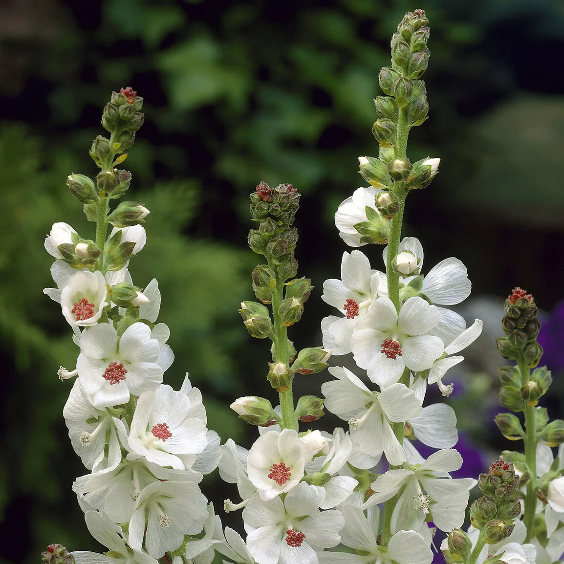 Sidalcea candida - Image 2