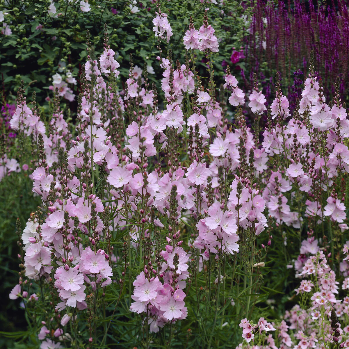 Sidalcea Elsie Heugh - Image 5