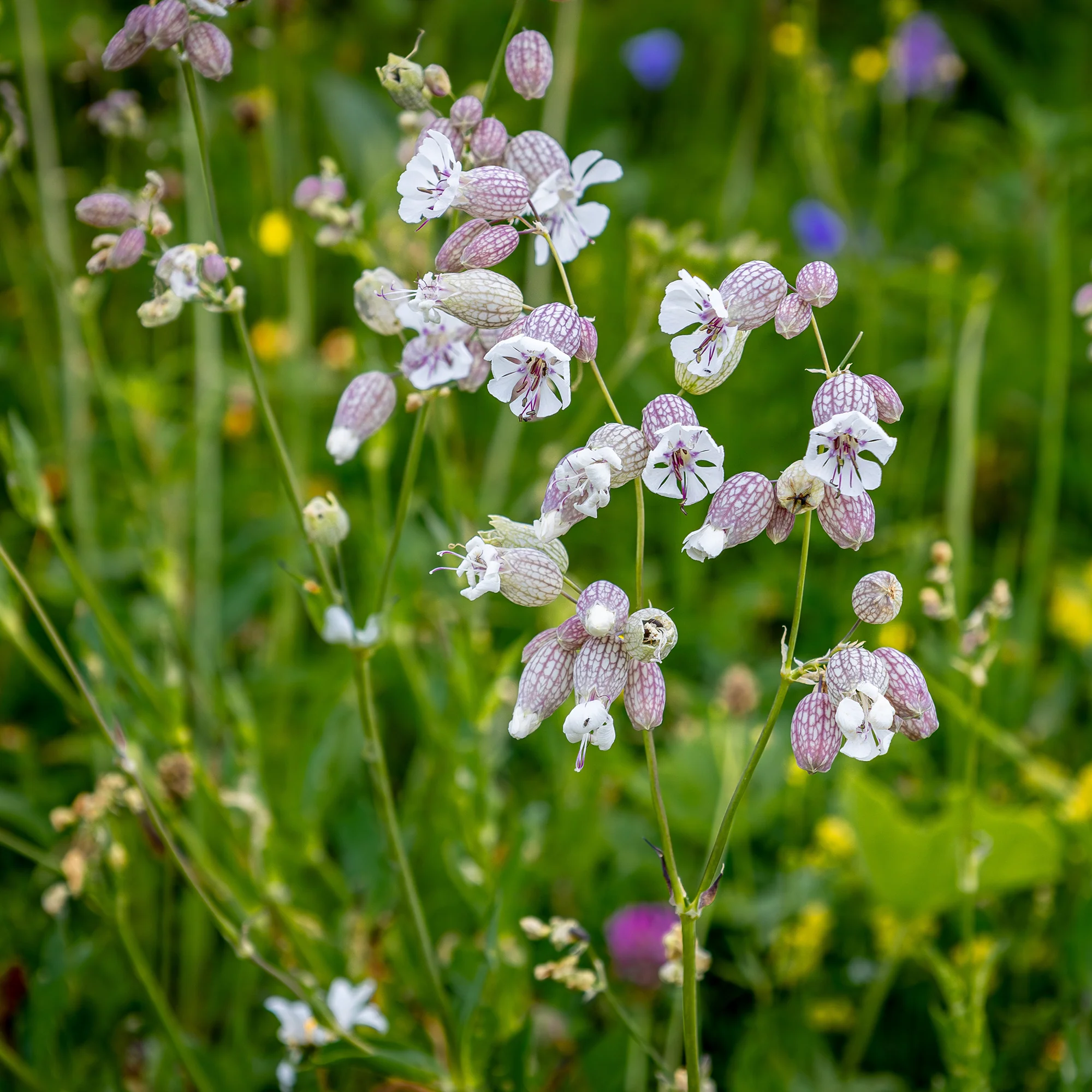 Silene enflé