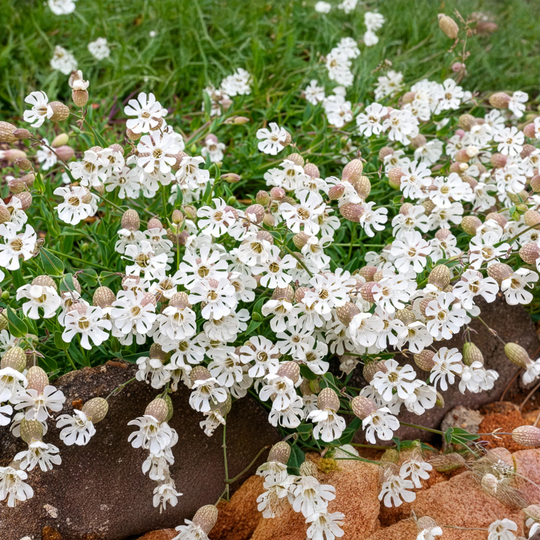 Silene enflé - Image 2