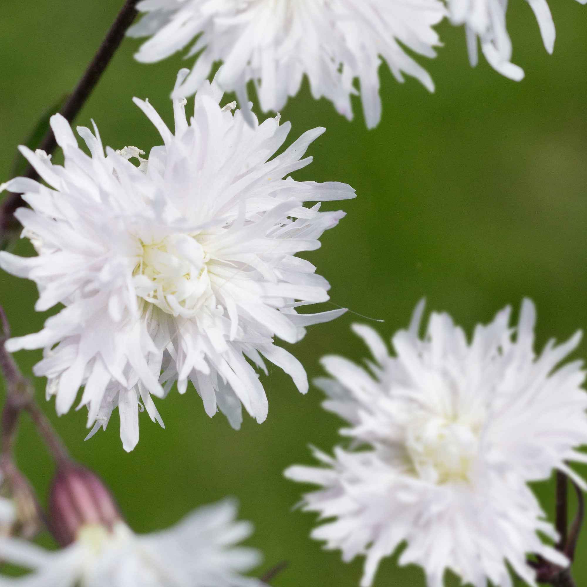 Silène fleur de coucou 'Petit Henri'