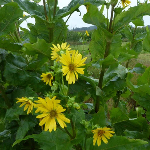 Silphe perfolié