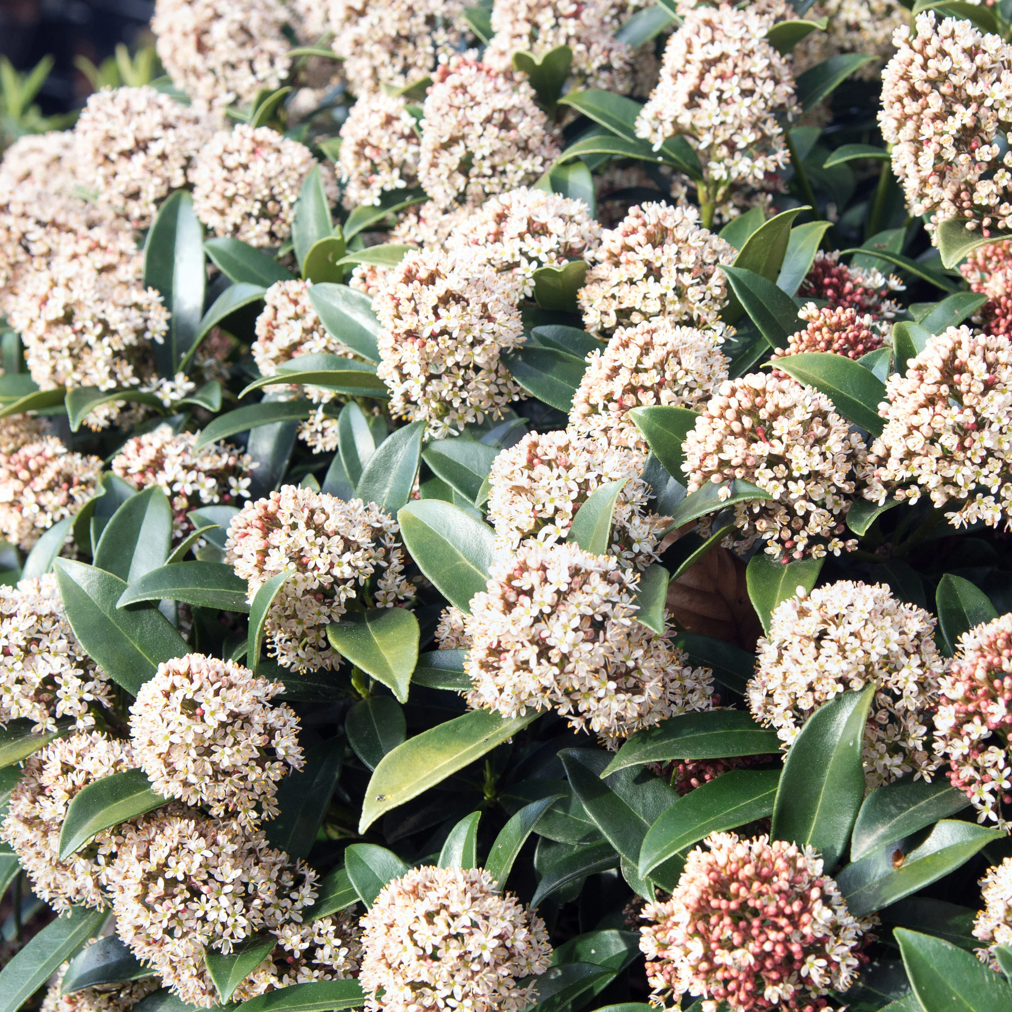 Skimmia du Japon - Image 2