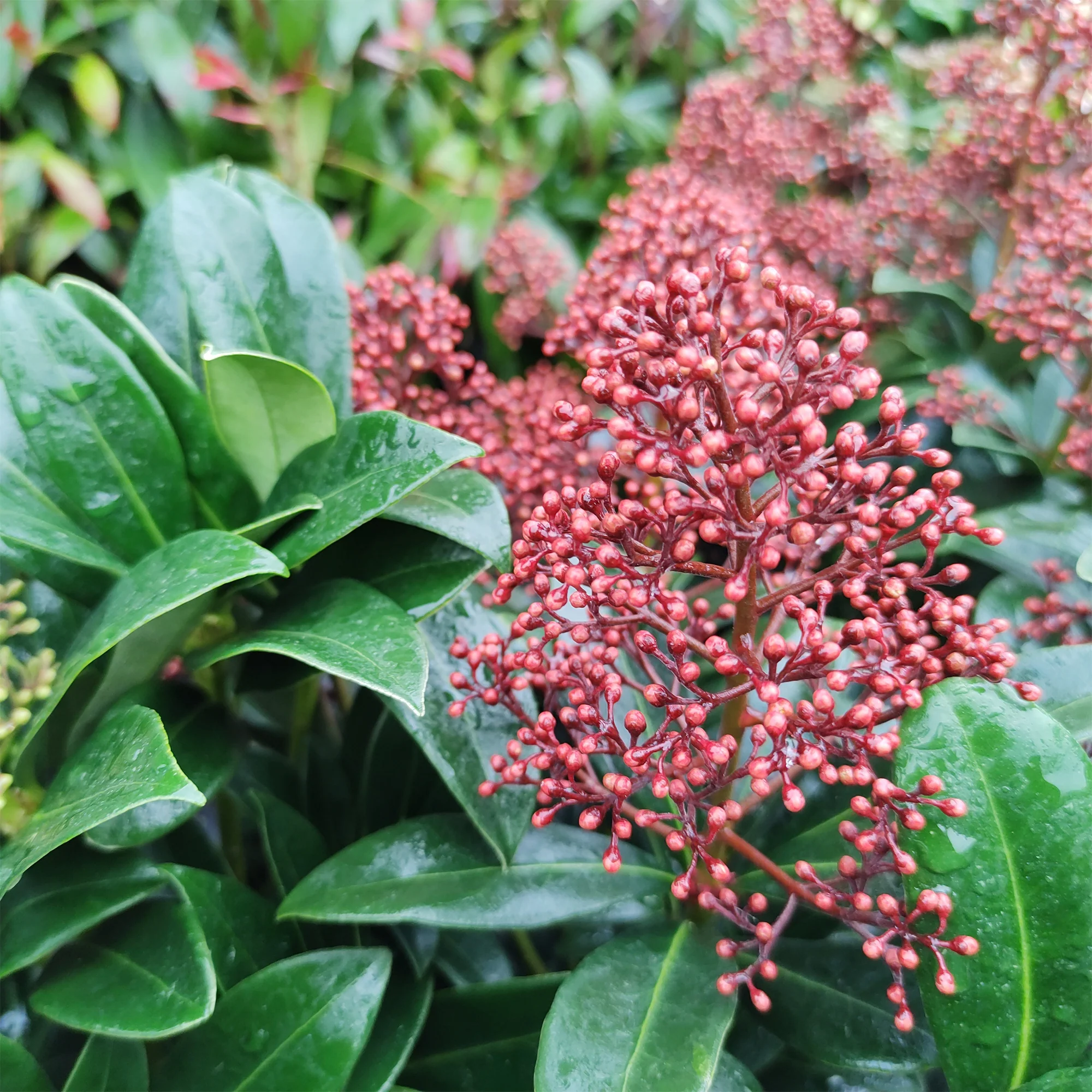 Skimmia du Japon Rubella
