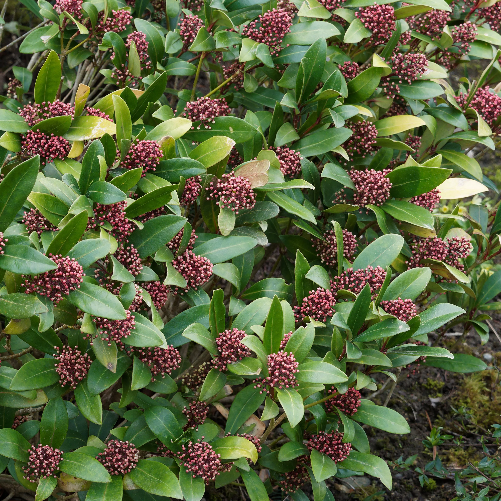 Skimmia du Japon Rubella - Image 2