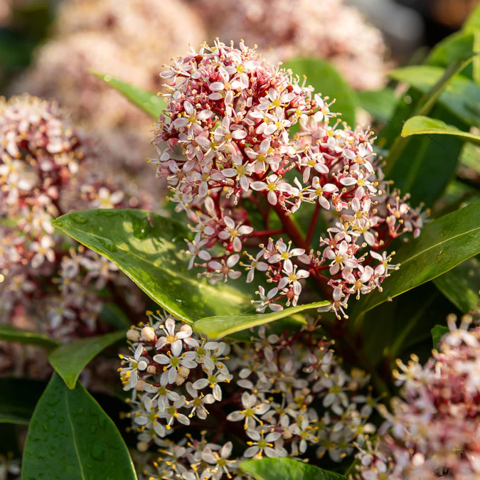 Skimmia du Japon Rubella - Image 4