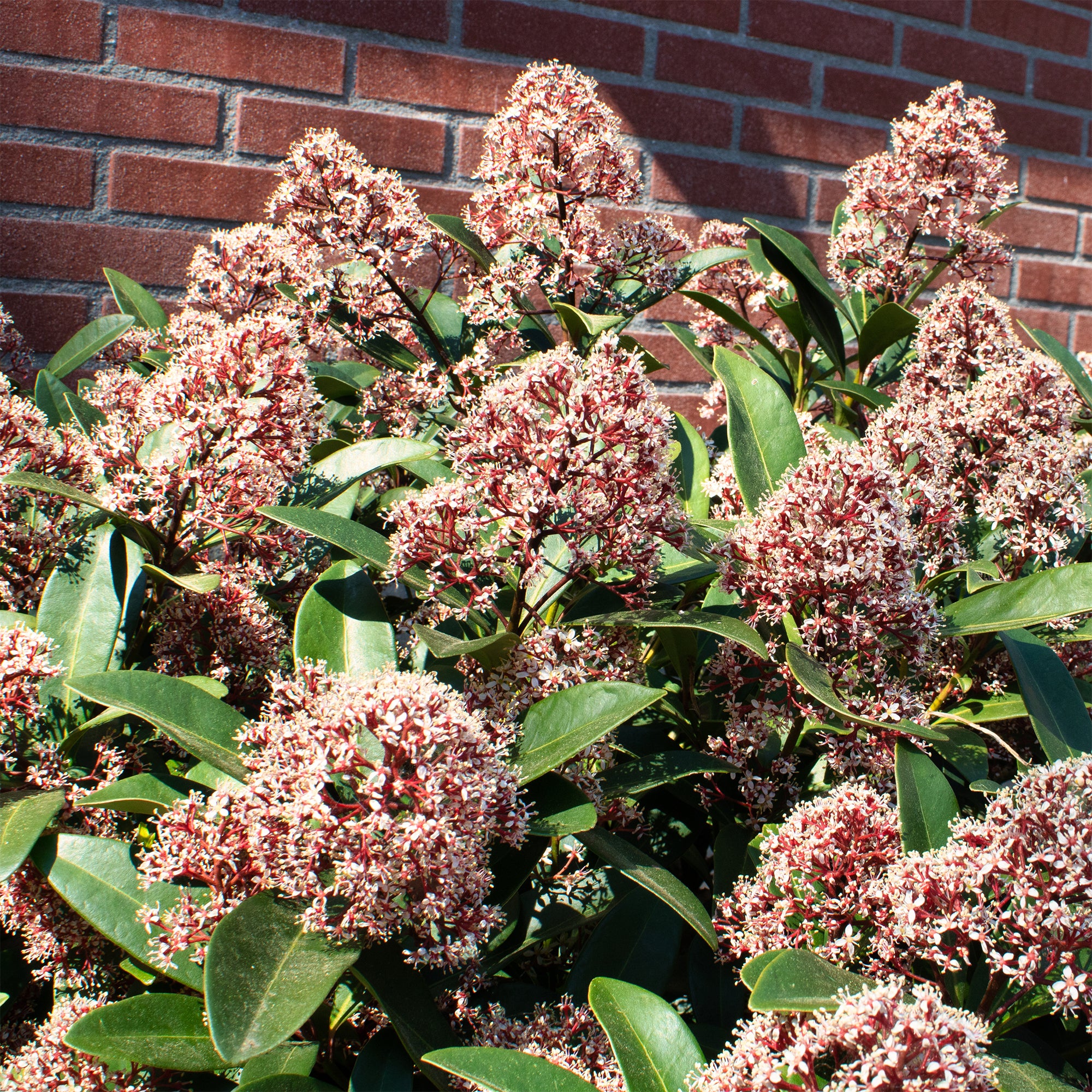 Skimmia du Japon Rubella - Image 5