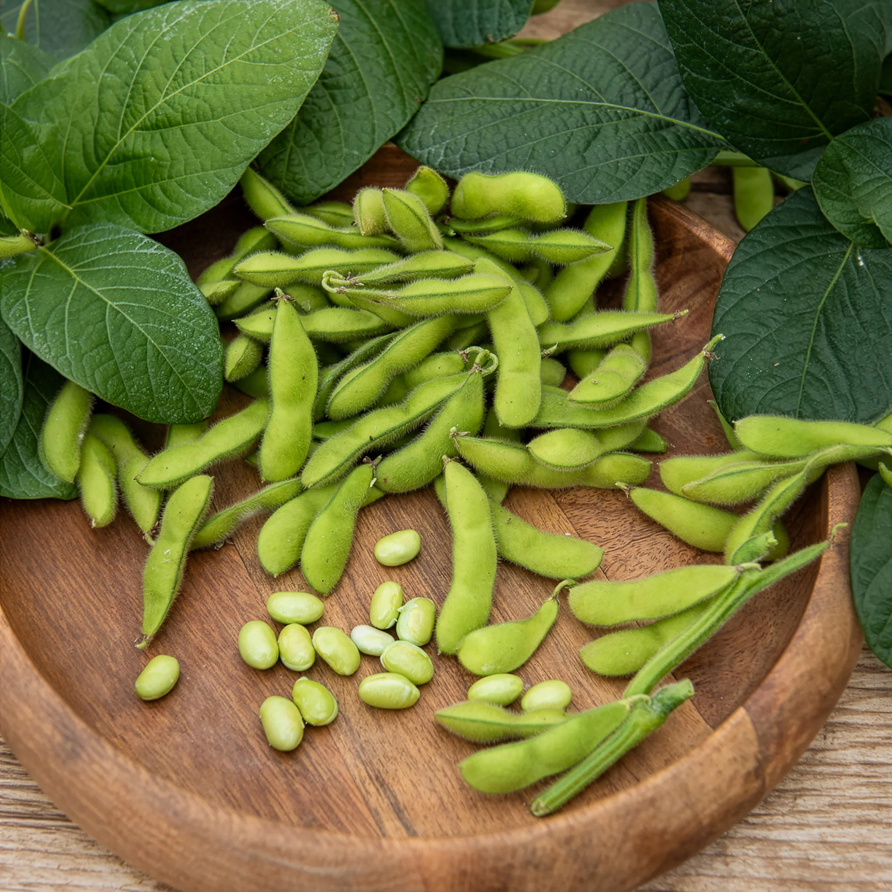 Soja Fiskeby V - Edamame - Image 3