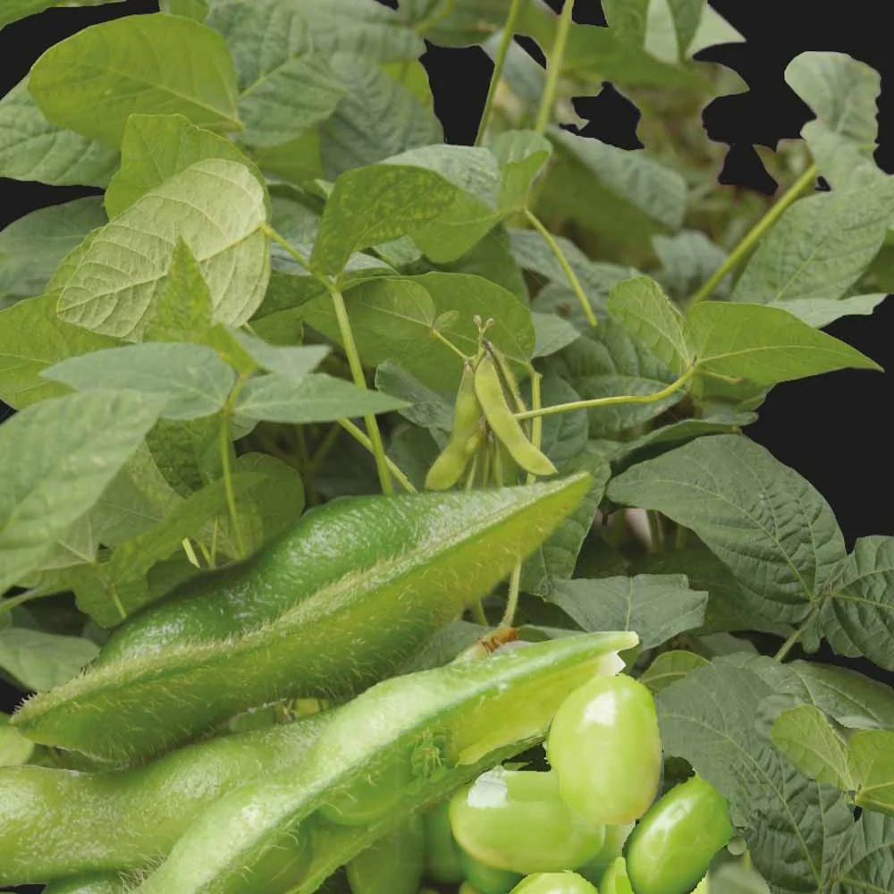 Soja Fiskeby V - Edamame - Image 4