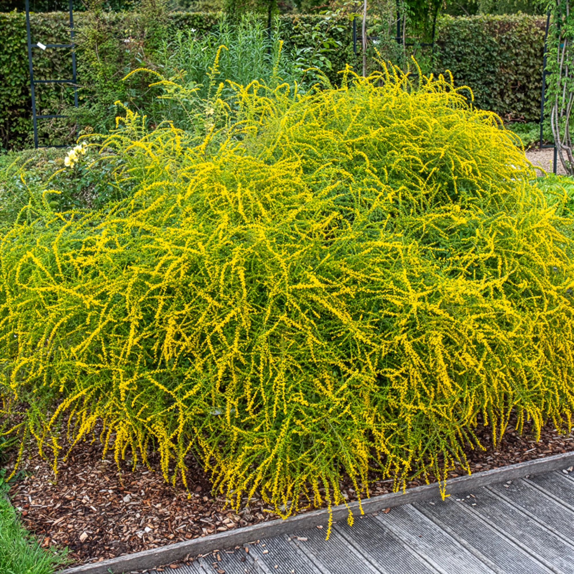 Solidago Fireworks