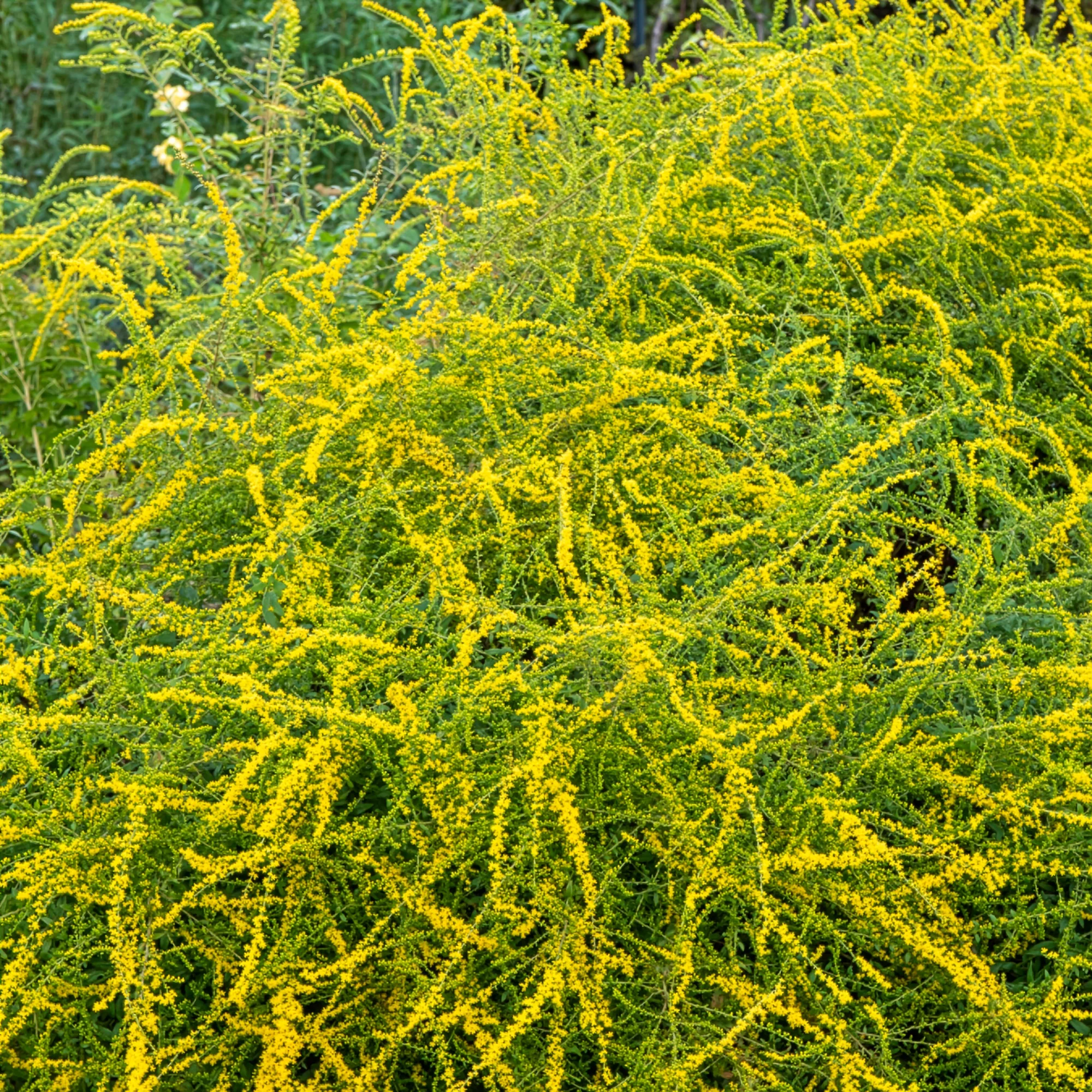 Solidago Fireworks - Image 2