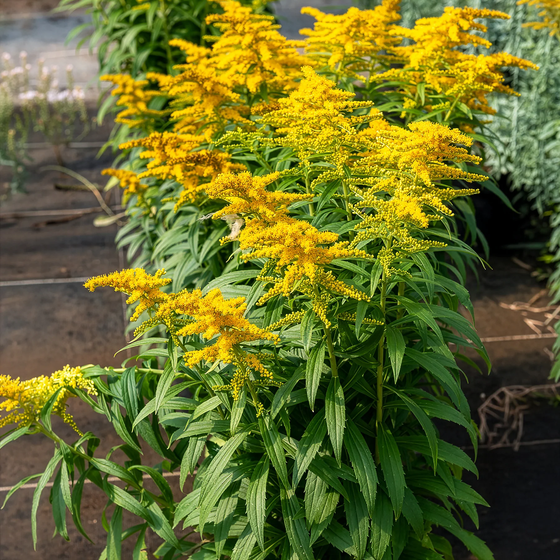 Solidago Golden Dwarf - Image 2