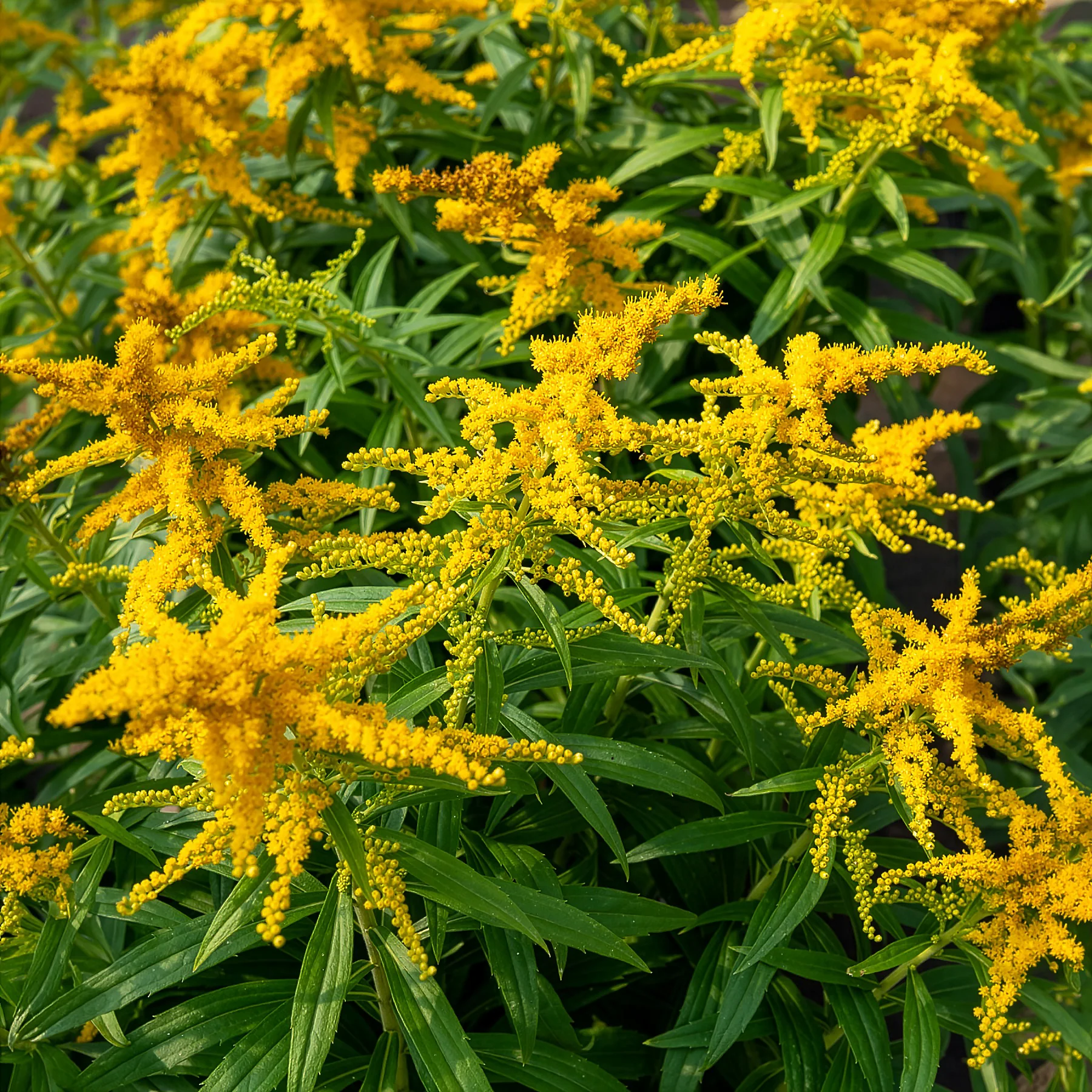 Solidago Golden Dwarf - Image 3