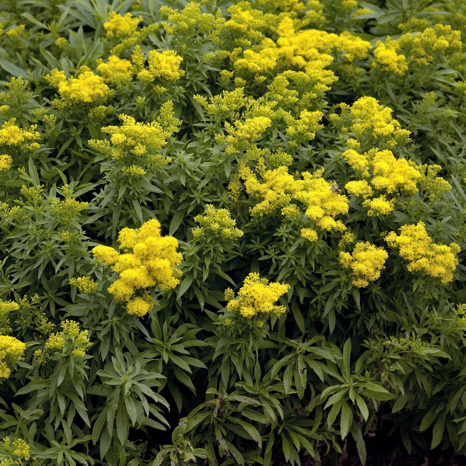 Solidago Golden Dwarf - Image 4