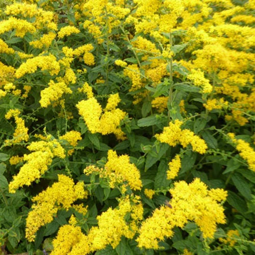 Solidago rugosa