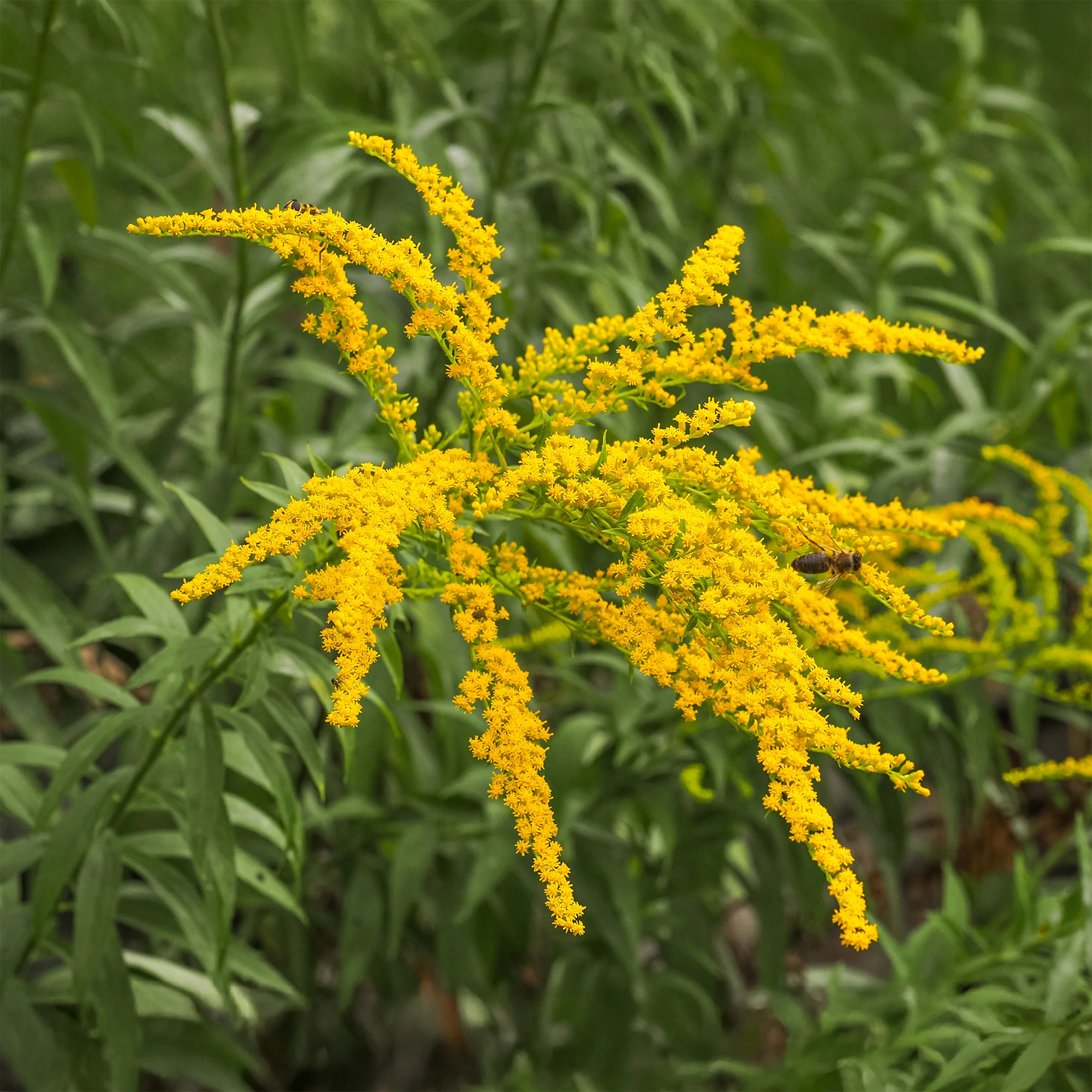 5 Solidago - Verge d'or