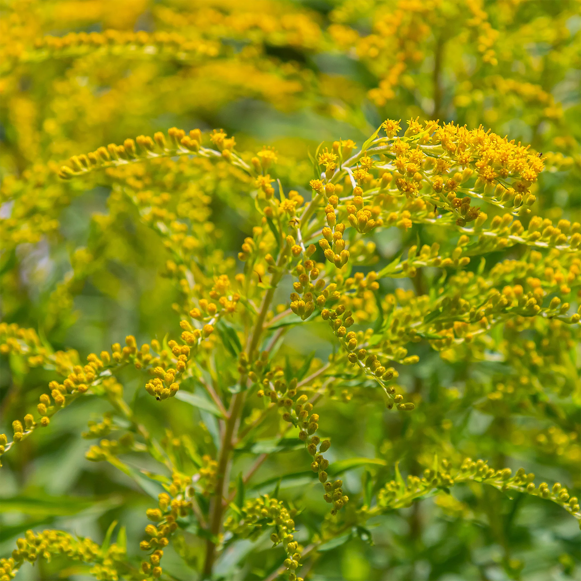 5 Solidago - Verge d'or - Image 2