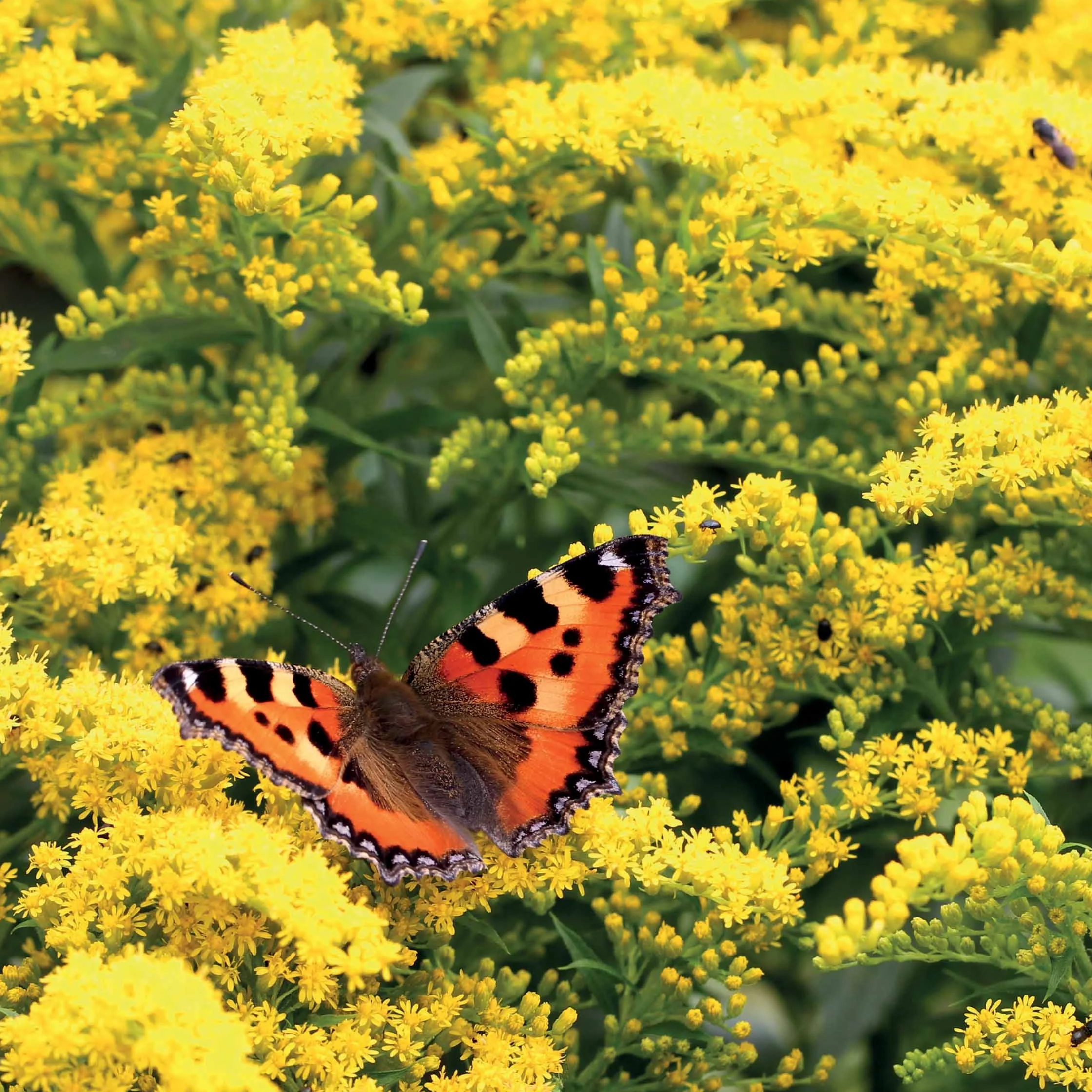 5 Solidago - Verge d'or - Image 3