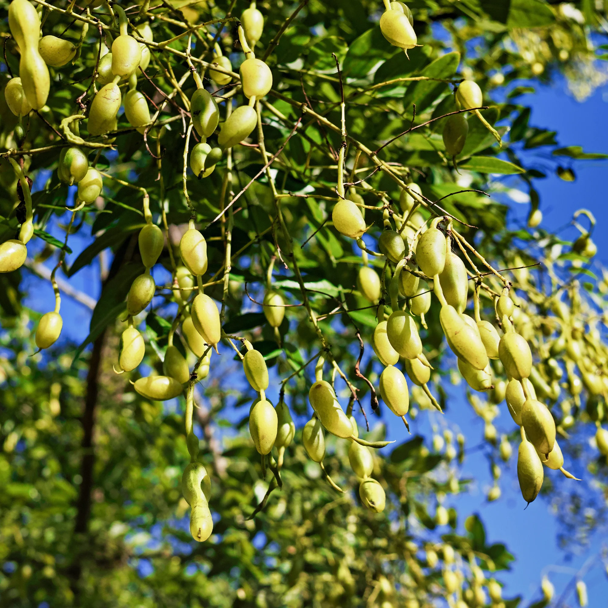Sophora du Japon - Image 3