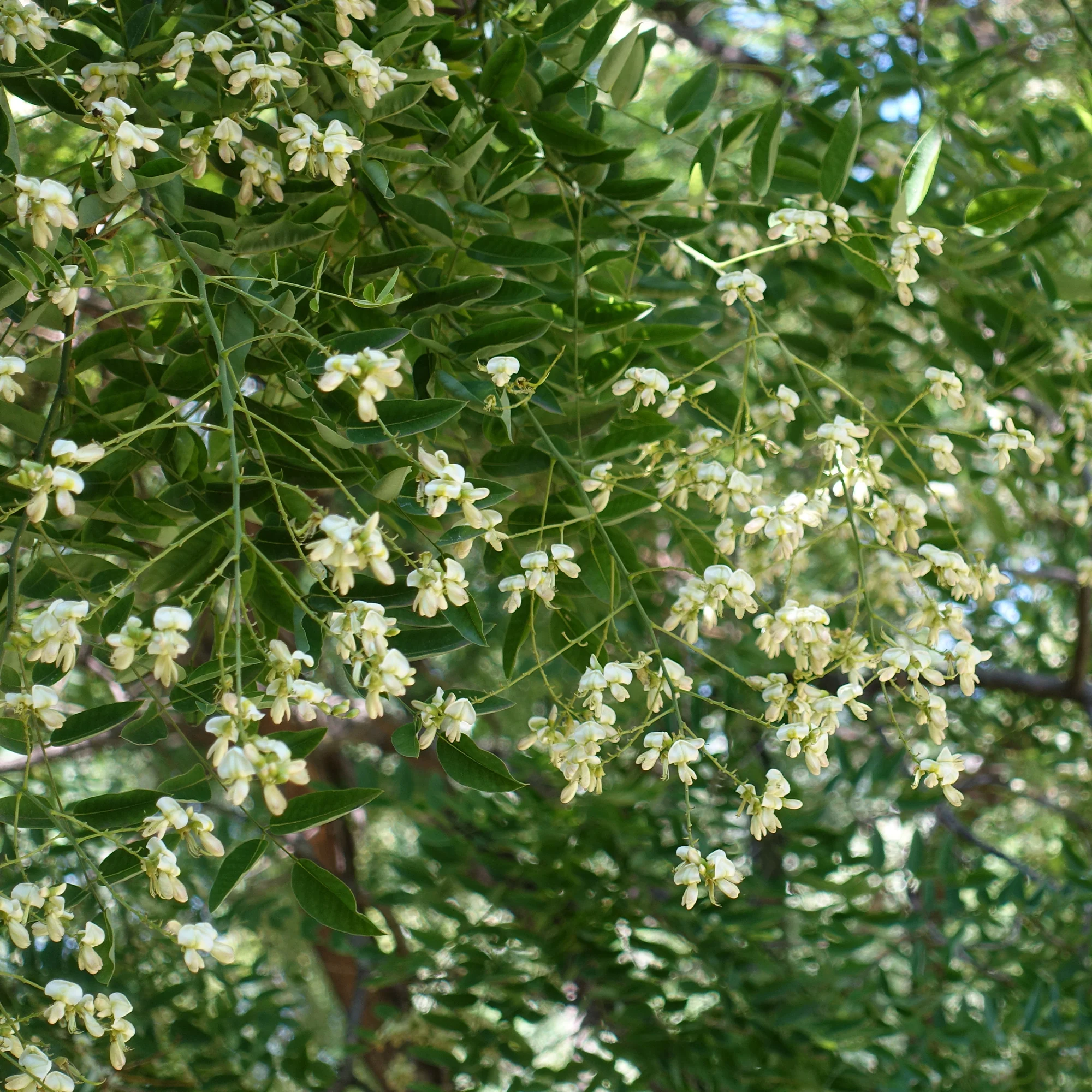 Sophora du Japon - Image 4