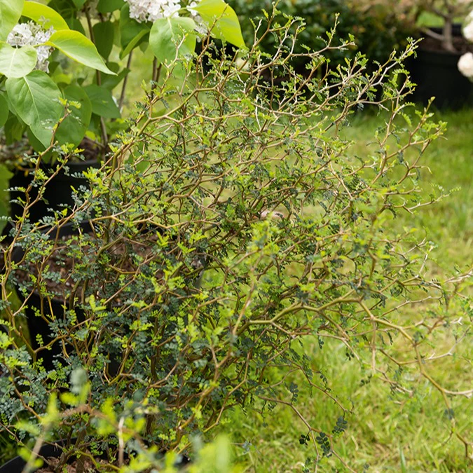 Sophora prostrata Little Baby - Image 2