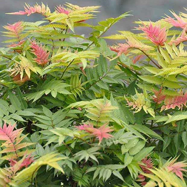 Sorbaire Pink Hopi®